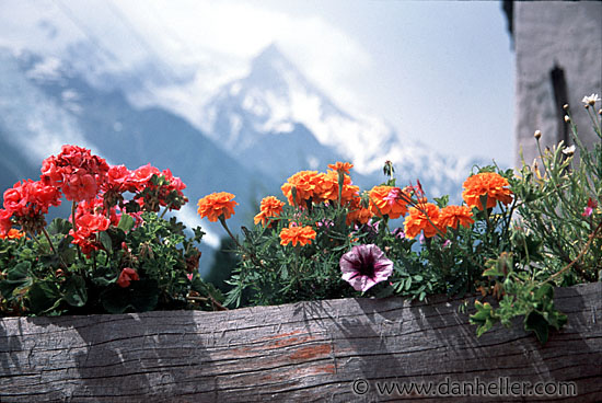 flowers-0007.jpg