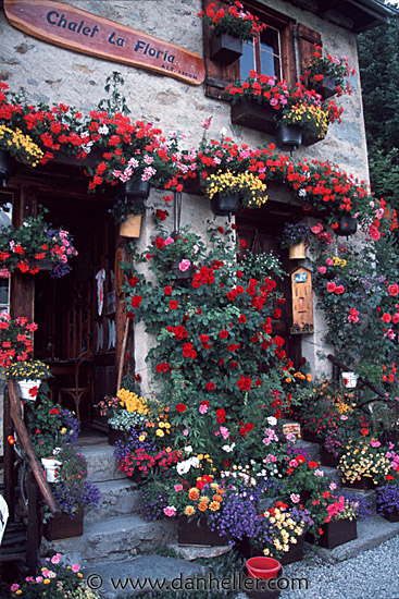 swiss-flowers0002.jpg