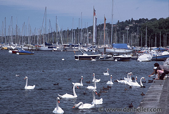 swan-feeding.jpg