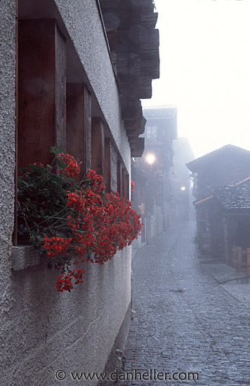 foggy-flower-wall.jpg