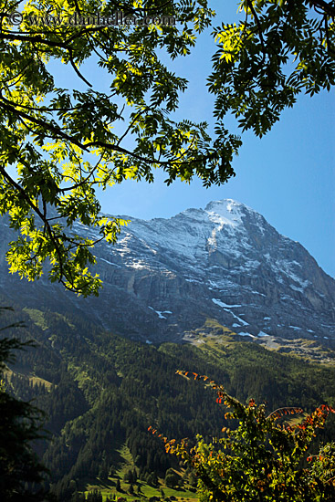 eiger-n-tree-leaves-01.jpg