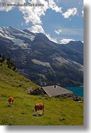 images/Europe/Switzerland/Kandersteg/LakeOeschinensee/cows-n-mtns-01.jpg