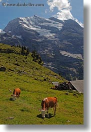 images/Europe/Switzerland/Kandersteg/LakeOeschinensee/cows-n-mtns-02.jpg