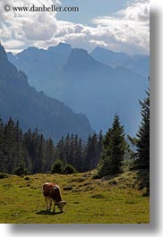 images/Europe/Switzerland/Kandersteg/LakeOeschinensee/cows-n-mtns-03.jpg