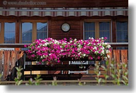 images/Europe/Switzerland/Kandersteg/Scenics/colorful-geraniums.jpg