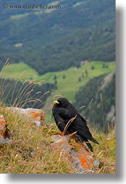 images/Europe/Switzerland/Lucerne/MtPilatus/black-bird-01.jpg