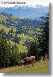 images/Europe/Switzerland/Lucerne/MtRigi/cow-01.jpg