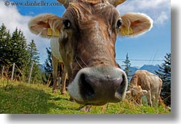 images/Europe/Switzerland/Lucerne/MtRigi/cow-02.jpg