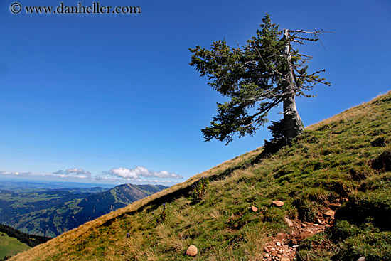 tree-n-mtns.jpg