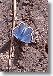 images/Europe/Switzerland/Misc/blue-butterfly.jpg