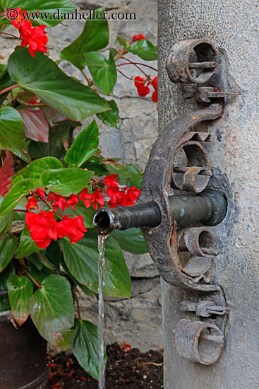 flowers-n-water-pipe.jpg