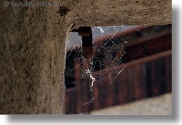 images/Europe/Switzerland/Montreaux/ChateauDeChillon/spider-web.jpg