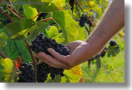 images/Europe/Switzerland/Montreaux/Grapes/hand-holding-red-grapes-on-vine-01.jpg