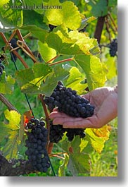 images/Europe/Switzerland/Montreaux/Grapes/hand-holding-red-grapes-on-vine-02.jpg