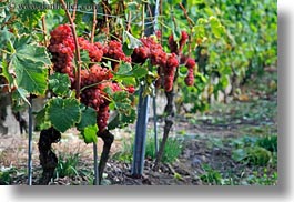 images/Europe/Switzerland/Montreaux/Grapes/rose-grapes-on-vine-01.jpg