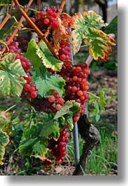 images/Europe/Switzerland/Montreaux/Grapes/rose-grapes-on-vine-03.jpg