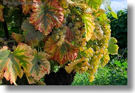 images/Europe/Switzerland/Montreaux/Grapes/white-grapes-on-vine-02.jpg