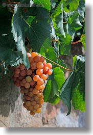 images/Europe/Switzerland/Montreaux/Grapes/white-grapes-on-vine-06.jpg