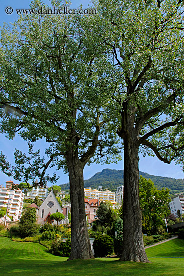 two-cottonwood-trees.jpg