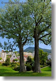 images/Europe/Switzerland/Montreaux/Misc/two-cottonwood-trees.jpg