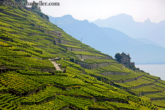 vineyards-house-n-mtns-01.jpg