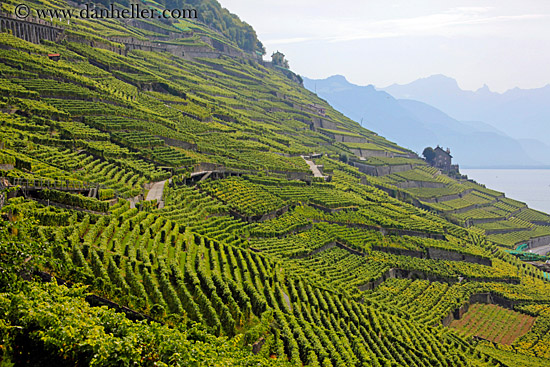 vineyards-house-n-mtns-02.jpg