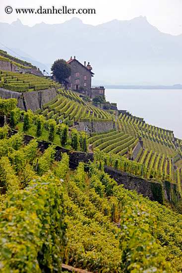 vineyards-house-n-mtns-04.jpg