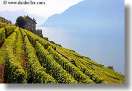 images/Europe/Switzerland/Montreaux/StSaphorin/vineyards-house-n-mtns-05.jpg