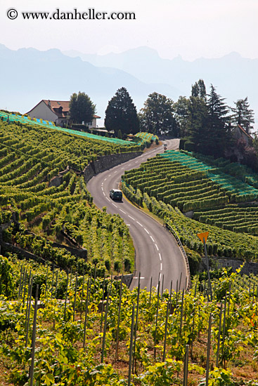 vineyards-n-coastal-road-03.jpg