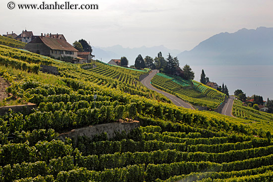 vineyards-n-coastal-road-04.jpg