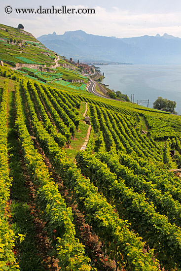 vineyards-n-coastal-road-07.jpg