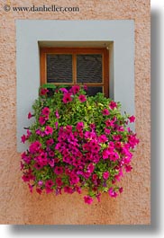 europe, flowers, montreaux, nature, petunias, switzerland, vertical, villette, windows, photograph