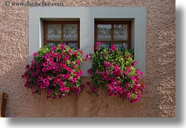 europe, flowers, horizontal, montreaux, nature, petunias, switzerland, villette, windows, photograph