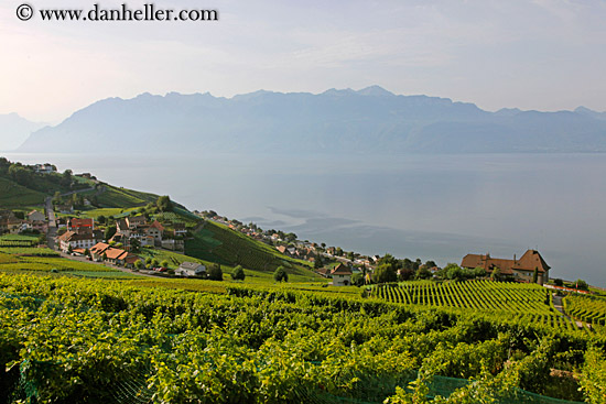 vineyards-town-n-lake-03.jpg