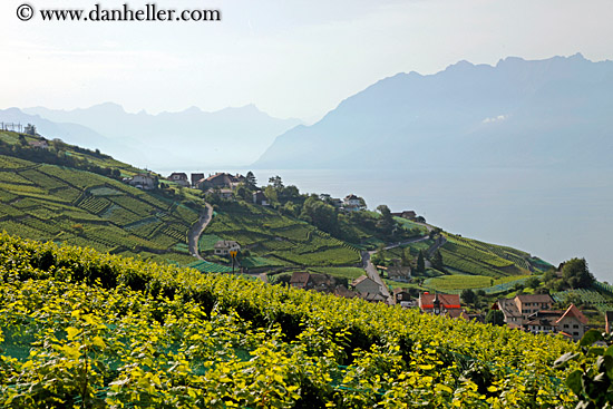 vineyards-town-n-lake-07.jpg