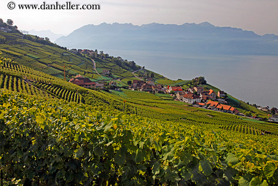 vineyards-town-n-lake-09.jpg