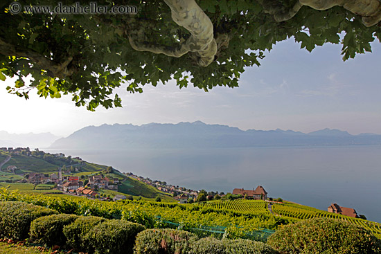 vineyards-town-n-lake-10.jpg