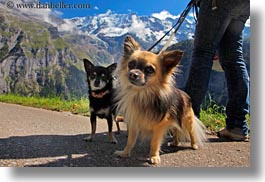 images/Europe/Switzerland/Murren/Misc/two-pomaranian-dogs.jpg