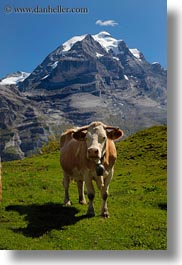 images/Europe/Switzerland/Murren/Scenics/cows-n-mtns-01.jpg