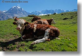images/Europe/Switzerland/Murren/Scenics/cows-n-mtns-02.jpg