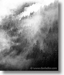 images/Europe/Switzerland/Scenics/foggy-trees-bw.jpg
