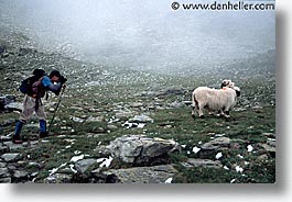 images/Europe/Switzerland/Scenics/sheep-1.jpg