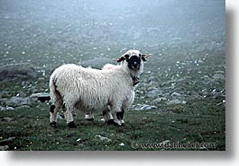 images/Europe/Switzerland/Scenics/sheep-2.jpg