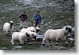 images/Europe/Switzerland/Scenics/sheep-3.jpg