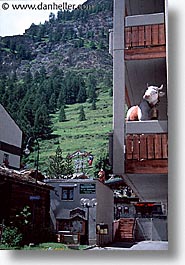 images/Europe/Switzerland/Zermatt/apartment-cow.jpg
