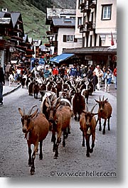 images/Europe/Switzerland/Zermatt/zermatt-goats.jpg