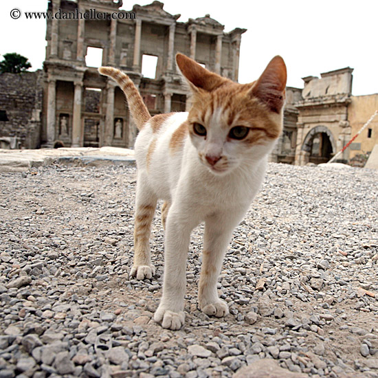 cat-at-library.jpg