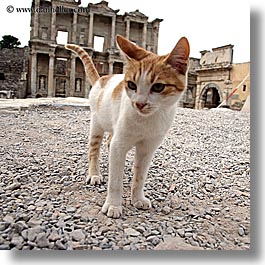 images/Europe/Turkey/Ephesus/cat-at-library.jpg