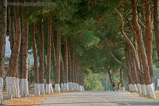 tree-lined-road-2.jpg