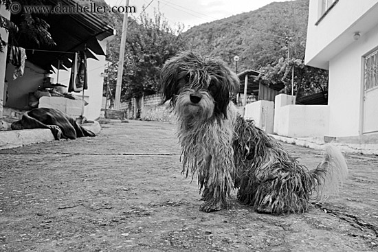 scruffy-dog-bw-1.jpg